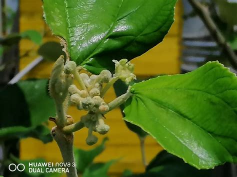 棗樹種植|栽植及間植授粉樹